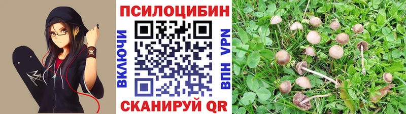 что такое   Кизел  Псилоцибиновые грибы Psilocybe 
